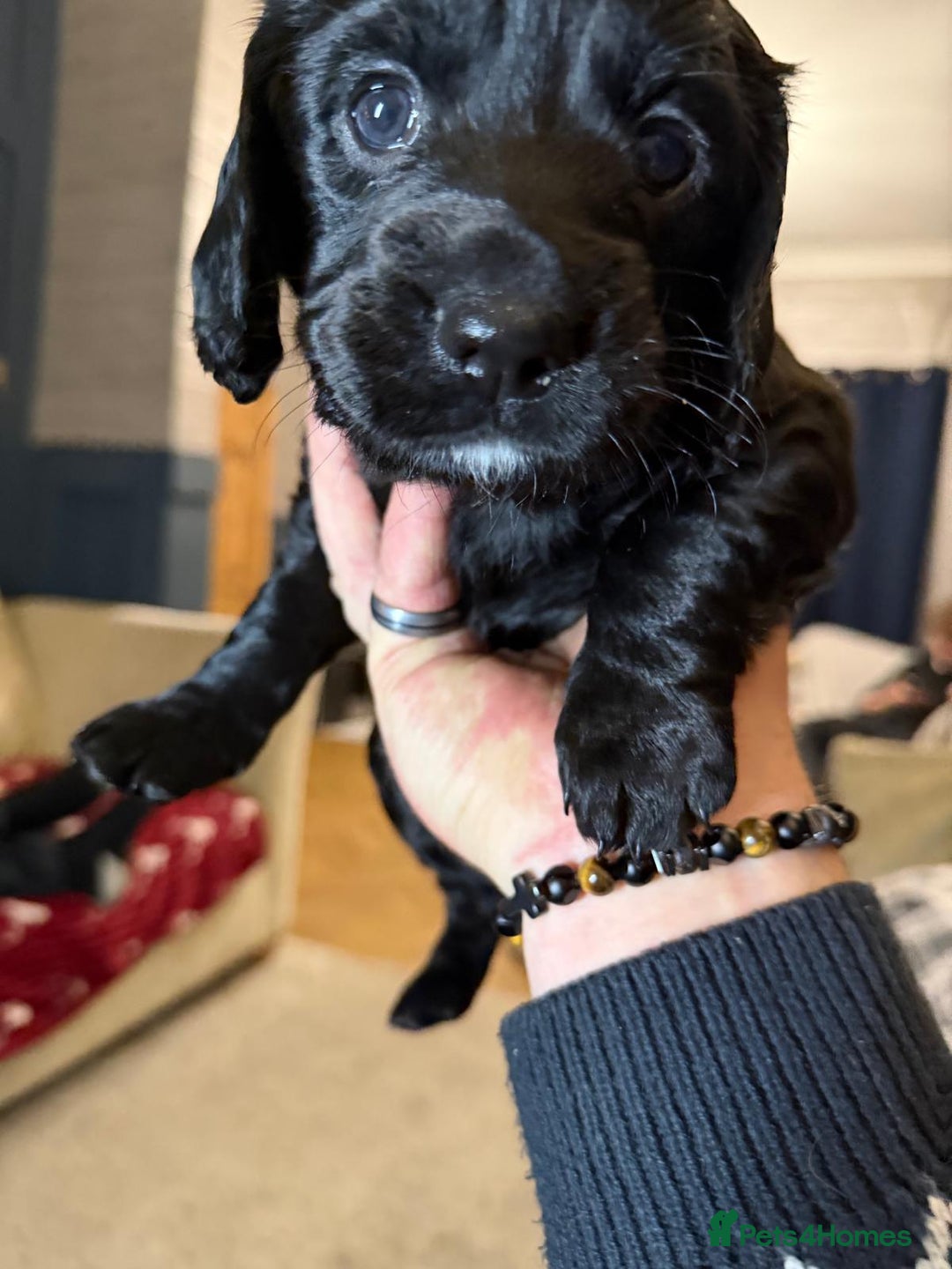 Cocker Spaniel dogs for sale: WORKING COCKER PUPS  - Advert 12