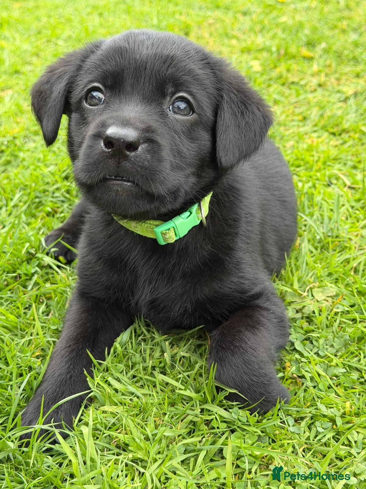 Labrador Retriever dogs 9 Pedigree Black Labrador Retrievers   - Advert 9