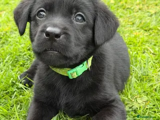 Labrador Retriever dogs 9 Pedigree Black Labrador Retrievers - Advert 1