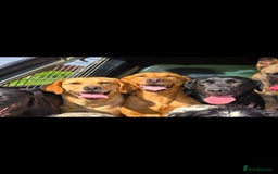 Labrador Retriever dogs for sale: Singleton labrador female - Image 2
