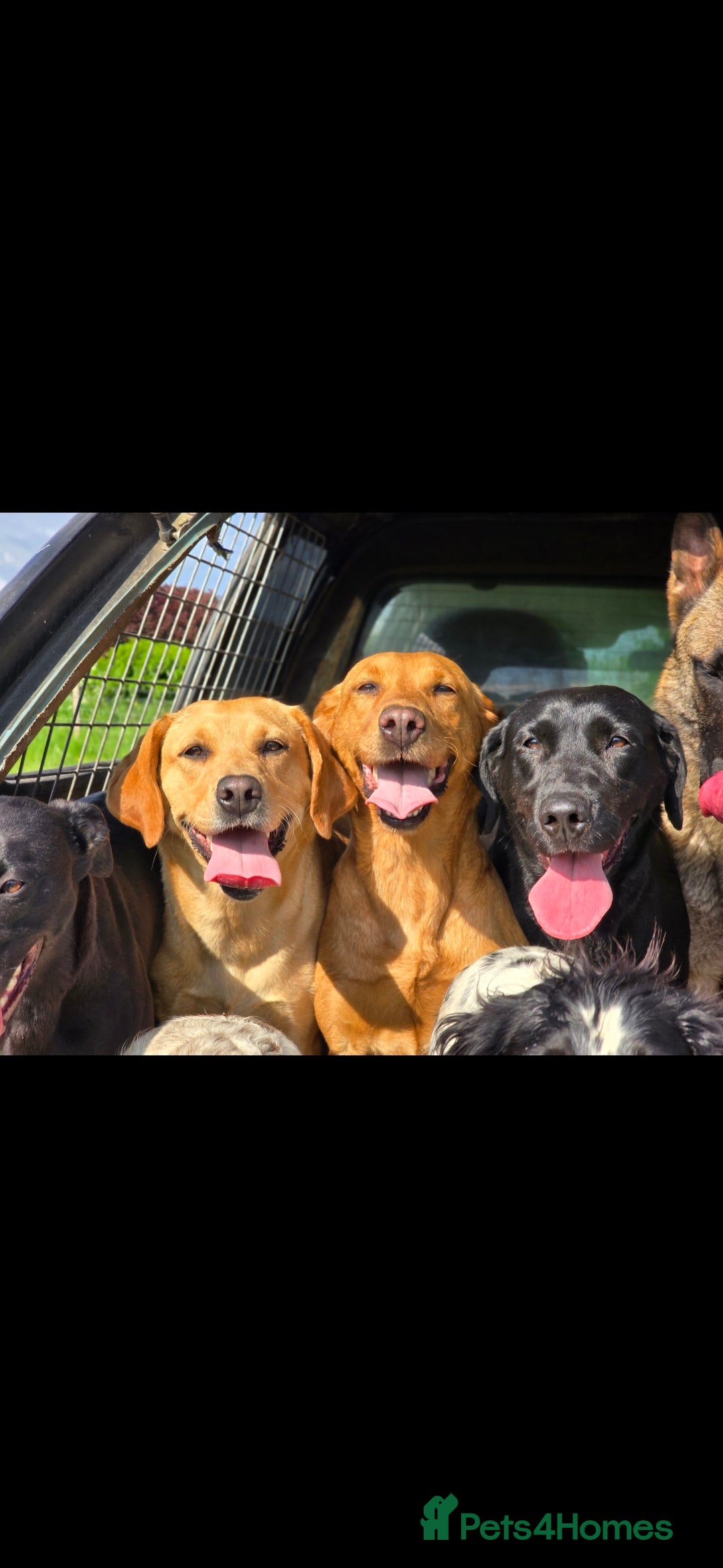 Labrador Retriever dogs for sale: Singleton labrador female - Image 2