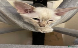 Balinese cats for sale: Beautiful Balinese Cats - Image 3