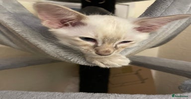 Balinese cats - Advert 13