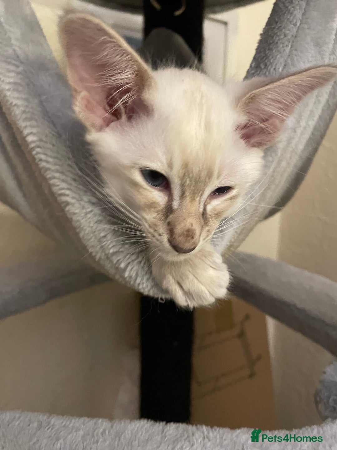 Balinese cats for sale: Beautiful Balinese Cats - Image 3