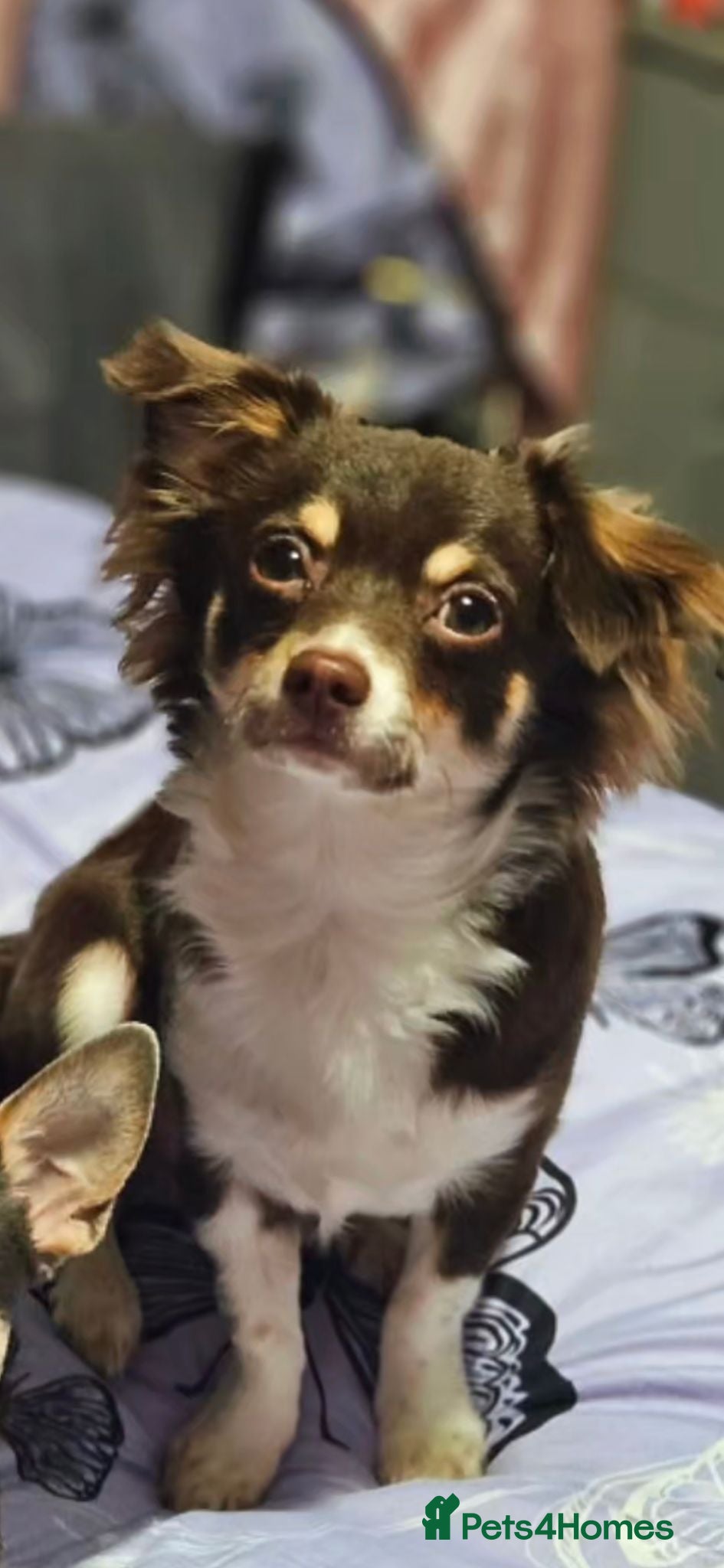 Chihuahua dogs Chocolate tri Long haired chihuahua  - Advert 4