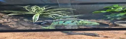 Rat Snake reptiles for sale: Taiwanese beauty rat snake in Oldham - Advert 7