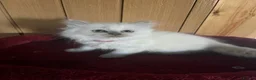 Ragdoll cats for sale: Gorgeous Tica ragdoll kittens  - Advert 14
