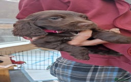 Cocker Spaniel dogs for sale: Stunning cocker spaniel litter  - Image 21