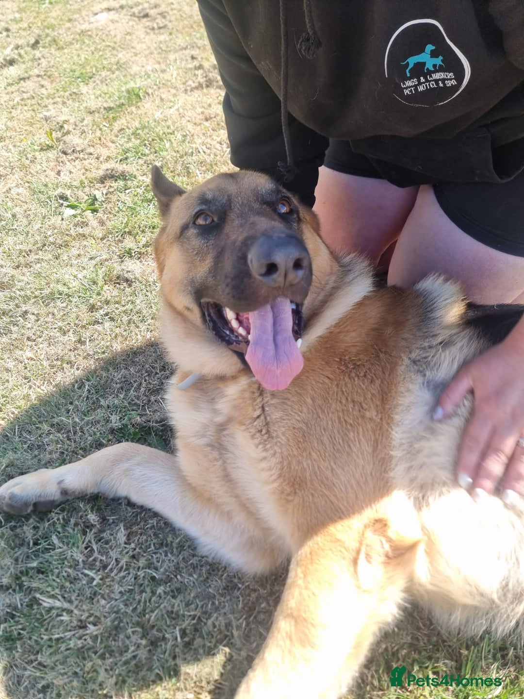German Shepherd dogs for sale: Scooby  - Image 5