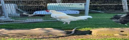 Chickens poultry for sale: Polish x Leghorn cockerel caramel and white  - Advert 7