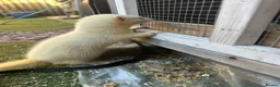 Mixed Breed reptiles for sale: Ferret in Middlesbrough - Advert 2