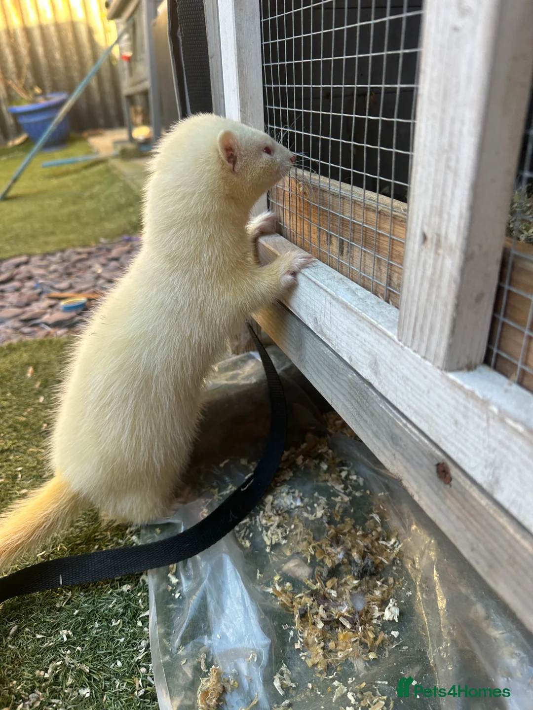 Mixed Breed reptiles for sale: Ferret in Middlesbrough - Advert 2