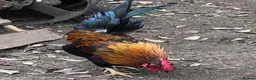 Chickens poultry for sale: Aseel / Cross Cockerel hatched 2026 - Advert 9