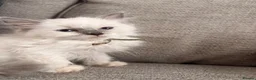 Ragdoll cats for sale: 🐾💙 GORGEOUS RAGDOLL KITTENS  - Advert 4