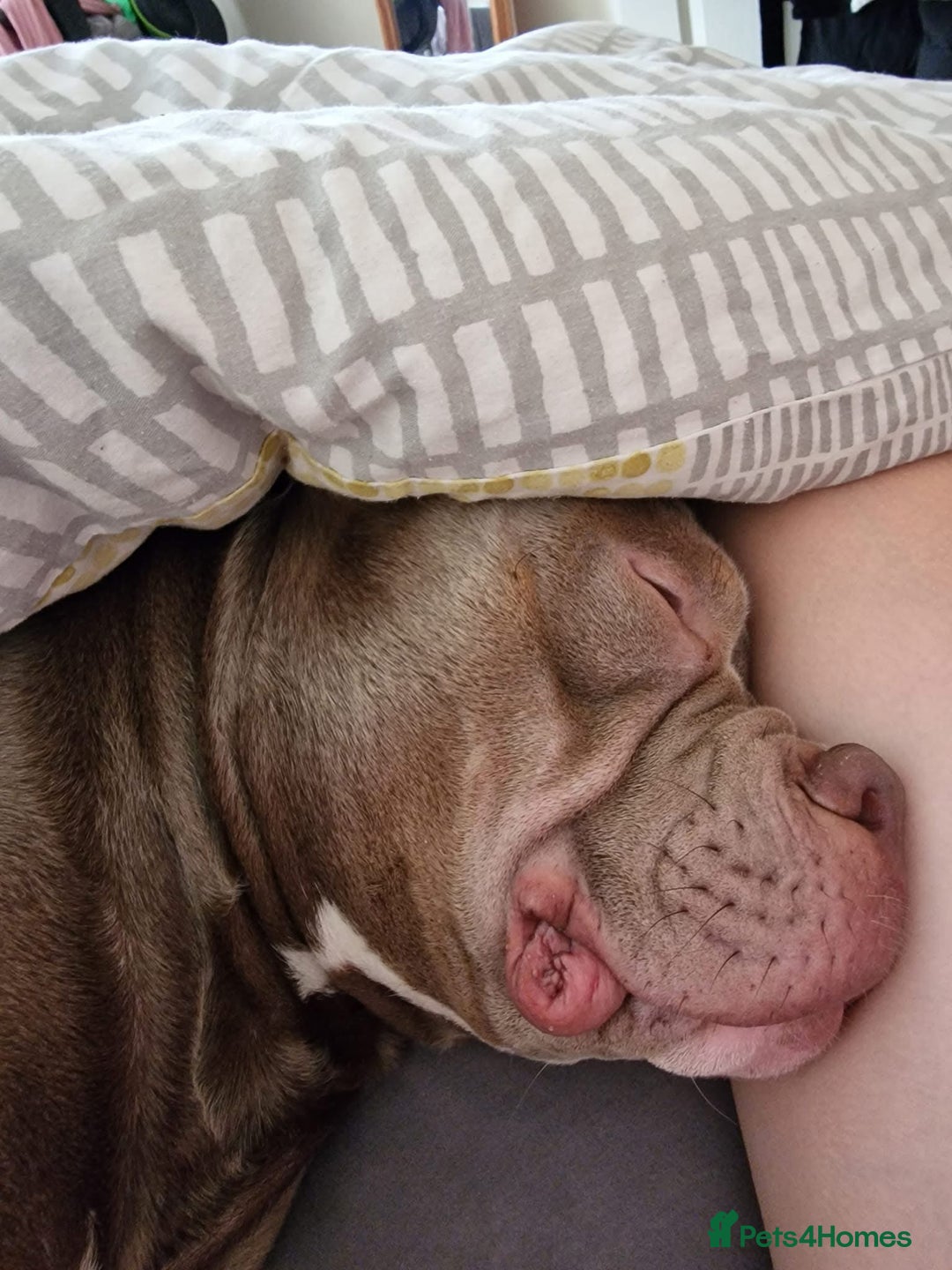 American Bulldog dogs for sale: Loki  - Advert 6