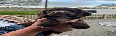 Puppy 6