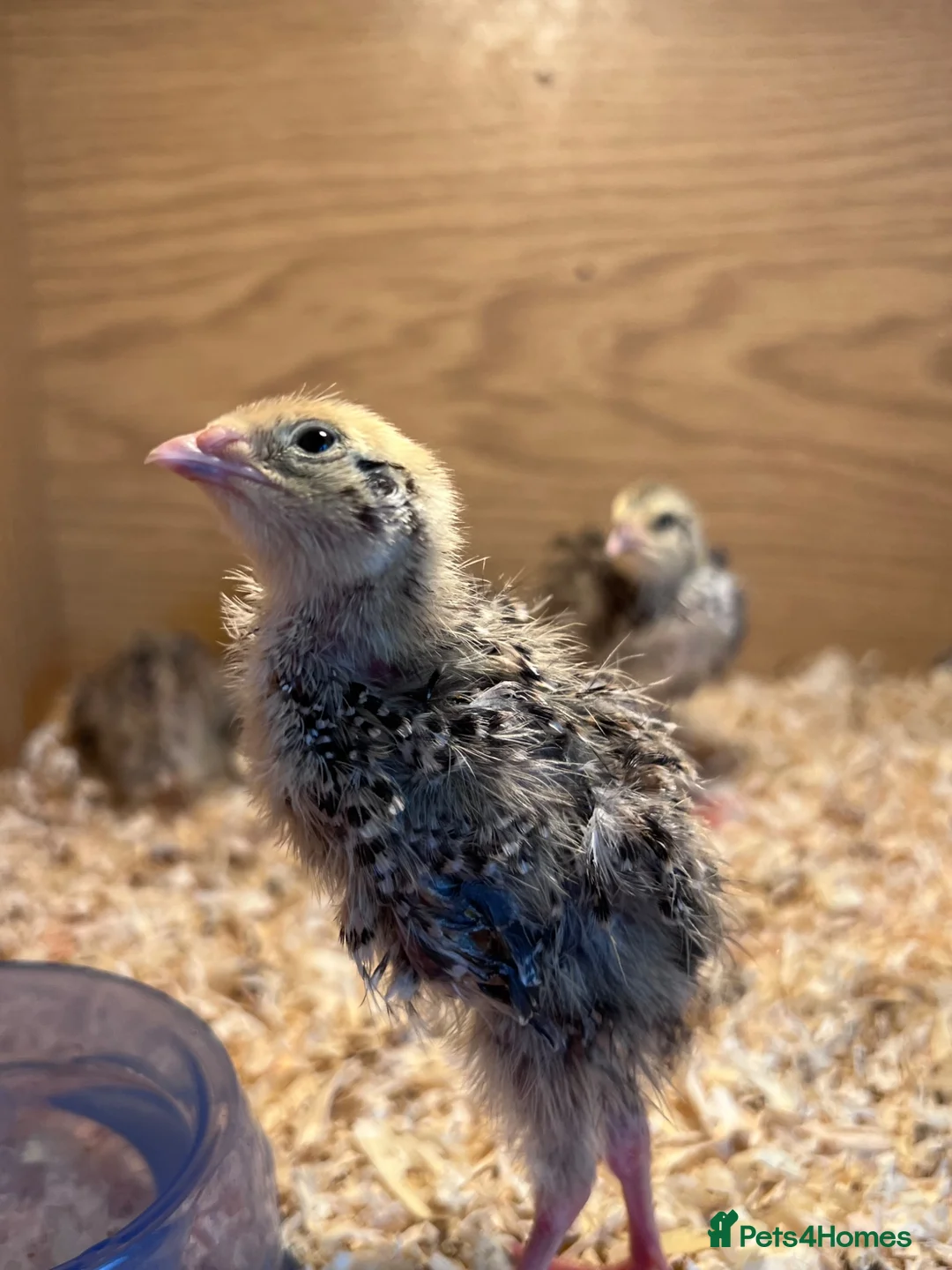 Quail poultry for sale: Coturnix quail for sale unsexed  - Advert 2