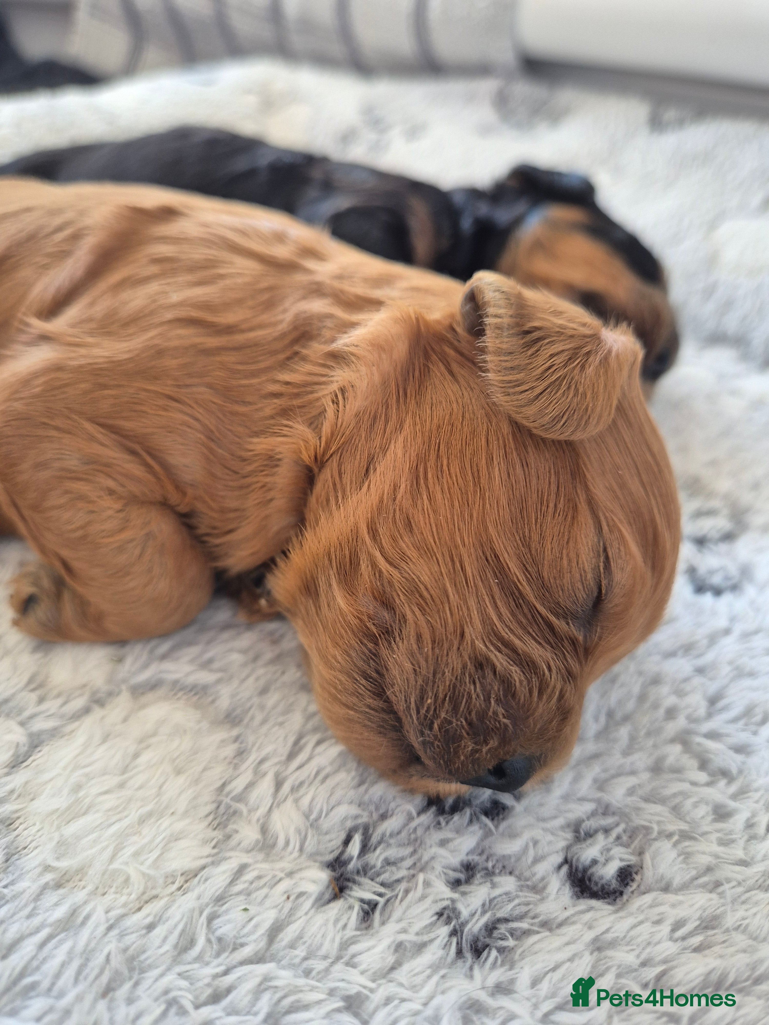 Cavapoo dogs for sale: Cavapoo puppies-deposits taken on all 3 - Advert 8