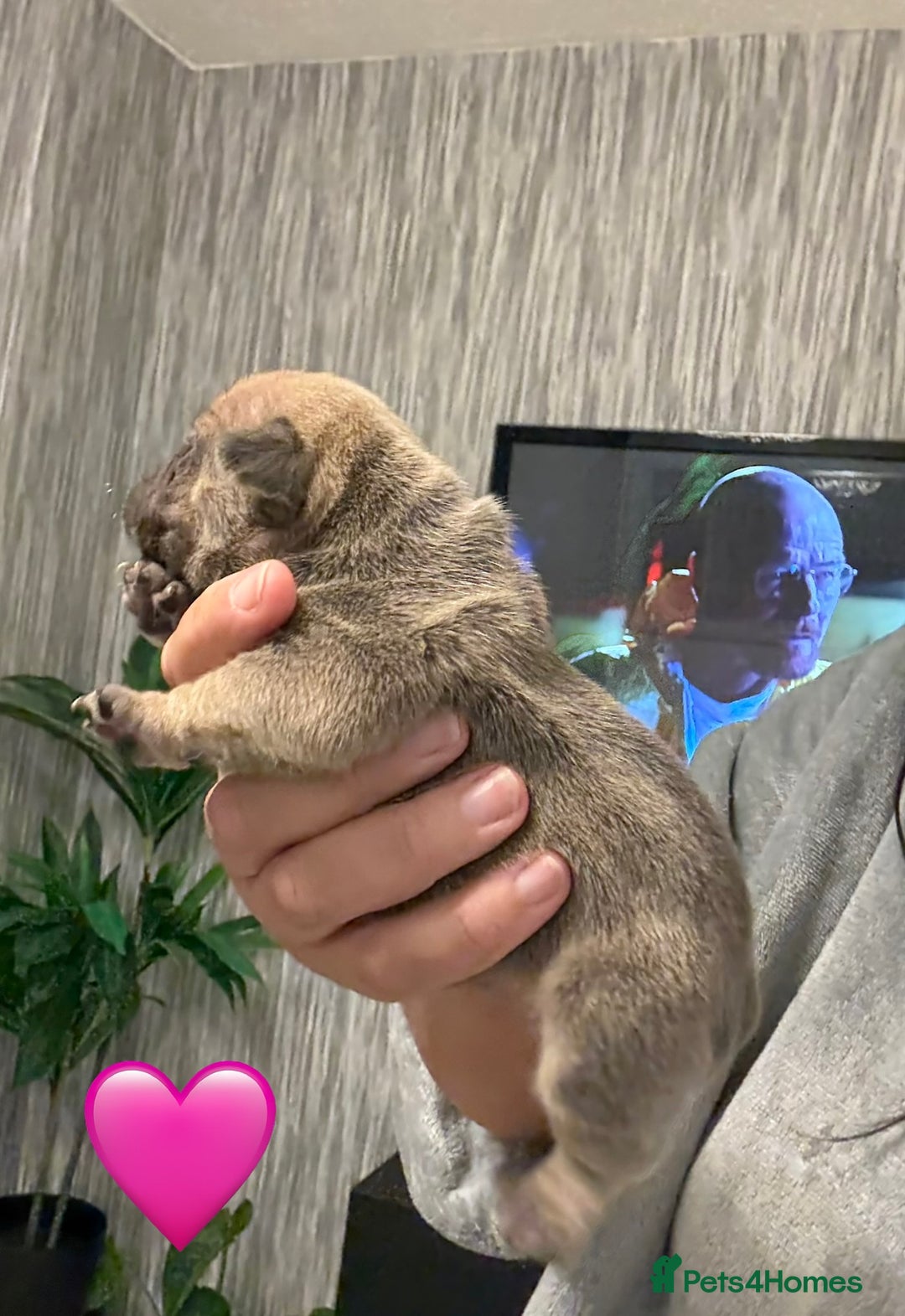 French Bulldog dogs for sale: French bulldog puppies - Advert 16