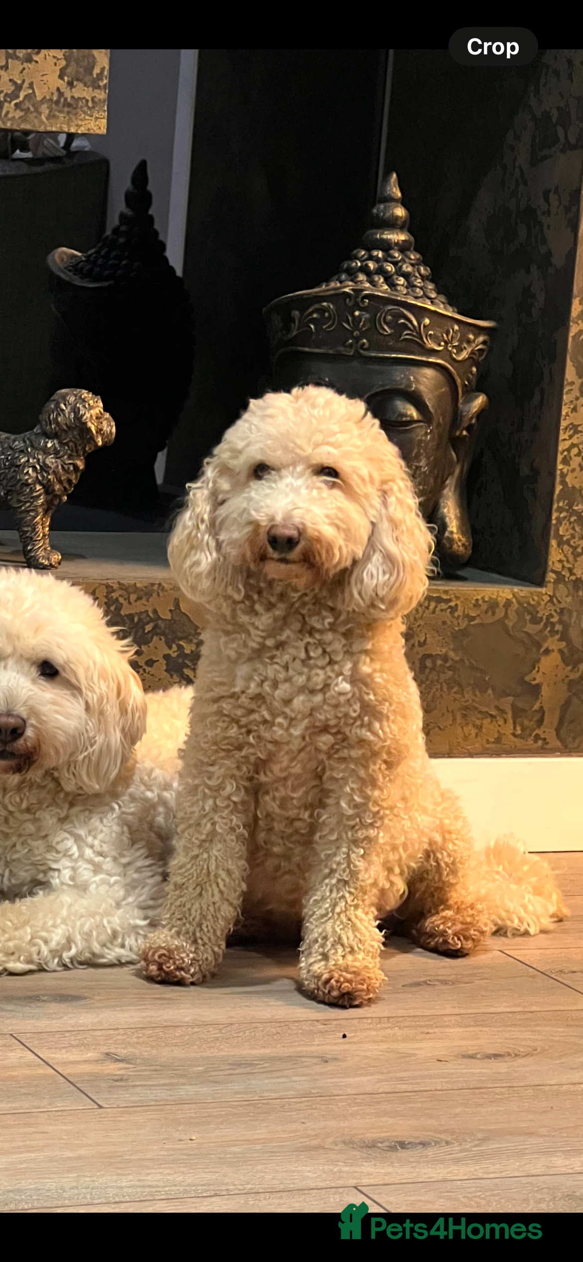 Cockapoo dogs Cockerpoos f2b - Advert 1