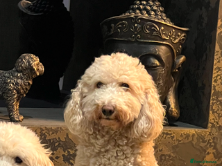 Cockapoo dogs Cockerpoos f2b - Advert 1