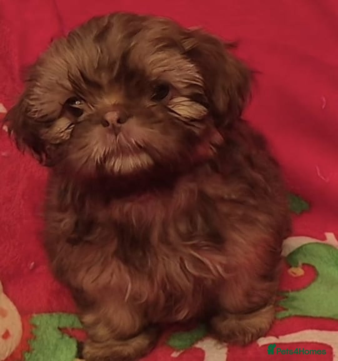 Shih Tzu dogs for sale: Imperial Shih Tzu- 1 beautiful girl❤️  - Advert 11