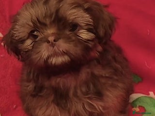 Shih Tzu dogs Imperial Shih Tzu - Advert 20