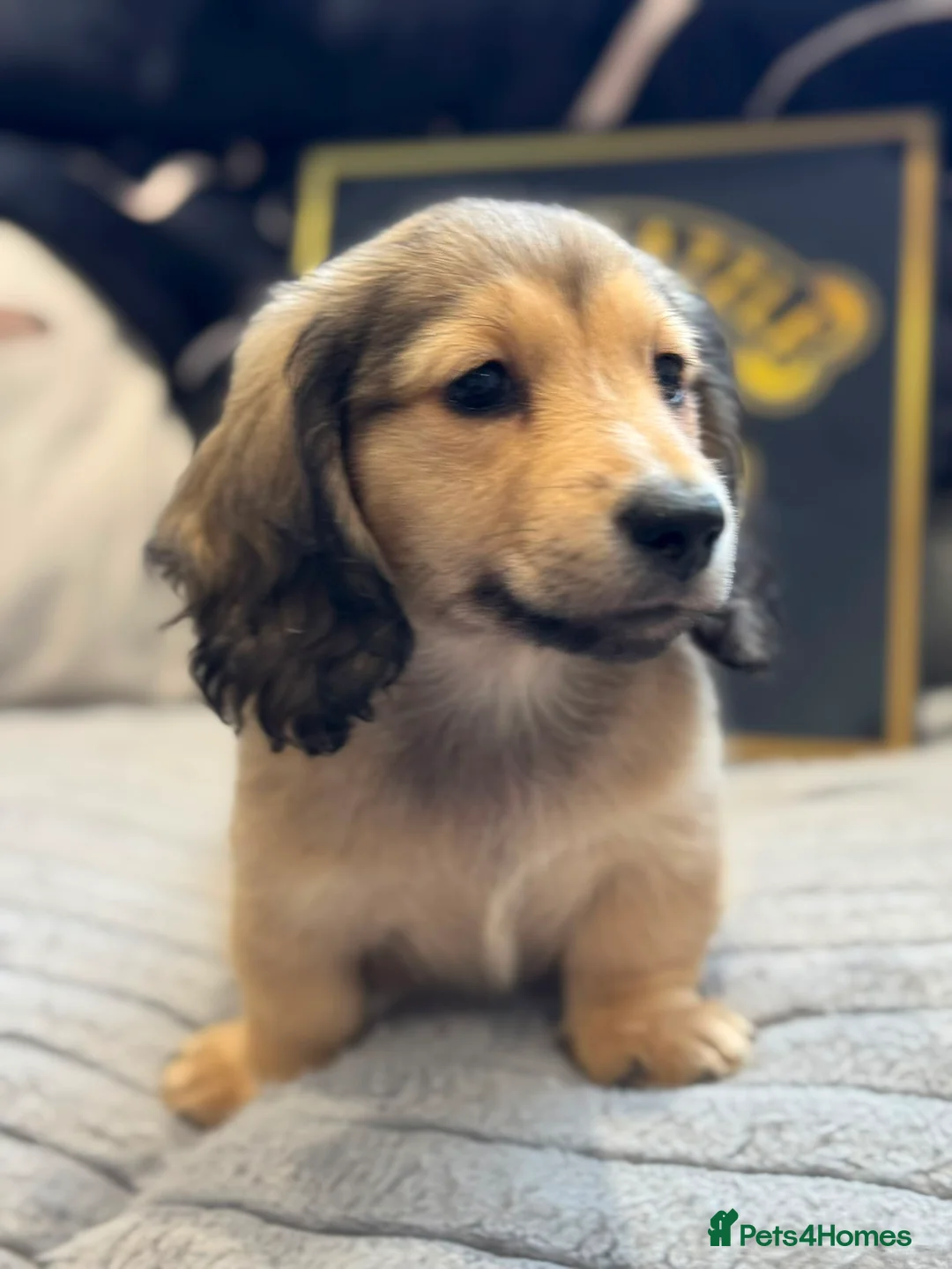 Miniature Dachshund dogs for sale: Long haired Miniature Dachshund Puppy - Advert 2
