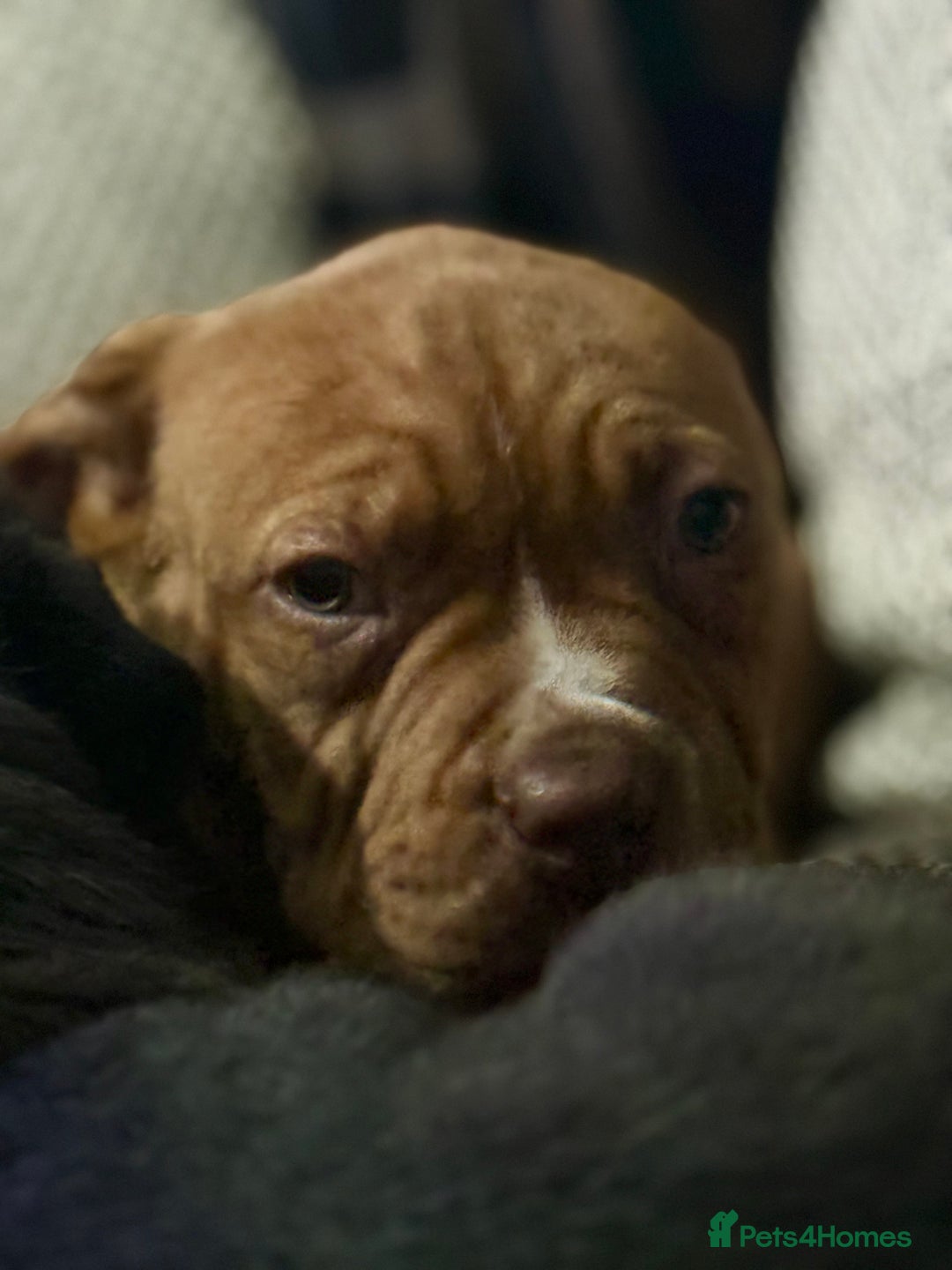 Mixed Breed dogs for sale: Ddb x cane corso - Advert 19