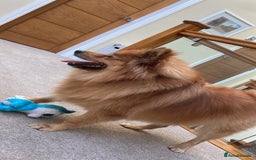 Mixed Breed dogs for sale: Playful 5-Year-Old Pomspitz Looking for a New Home - Image 4