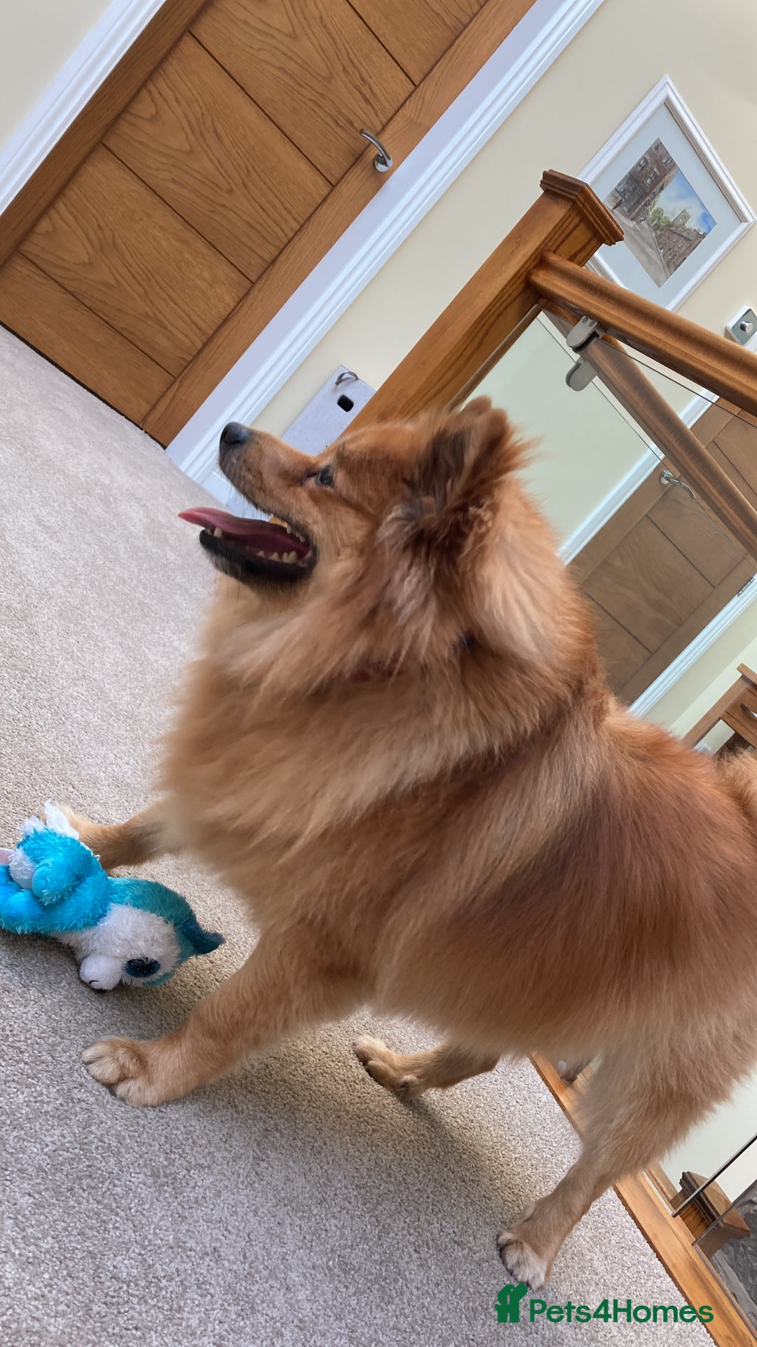 Mixed Breed dogs for sale: Playful 5-Year-Old Pomspitz Looking for a New Home - Image 4