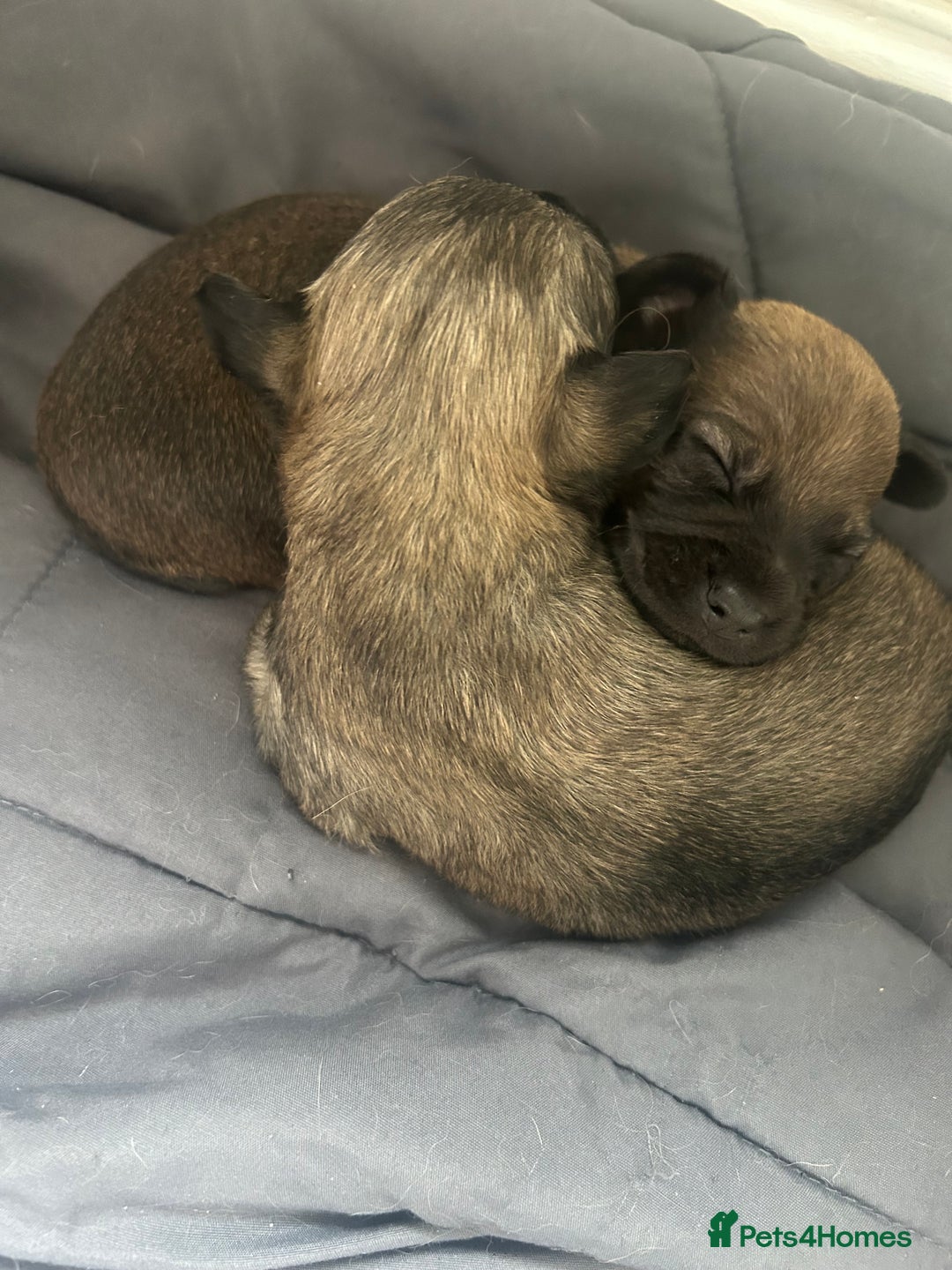 Mixed Breed dogs for sale: Three Pomeranian Chihuahua  - Image 5