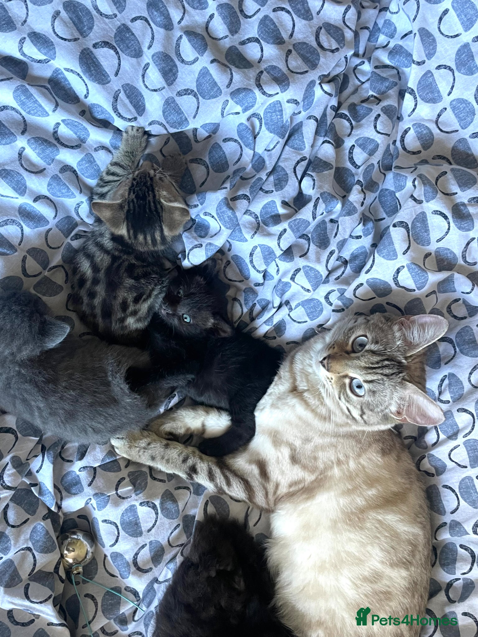 Mixed Breed cats Mixed Kittens - Some are Bengal Mix  - Advert 1