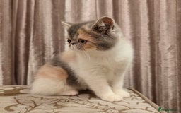 Exotic cats for sale: Adorable Exotic Shorthair girls. Ready now! - Advert 6