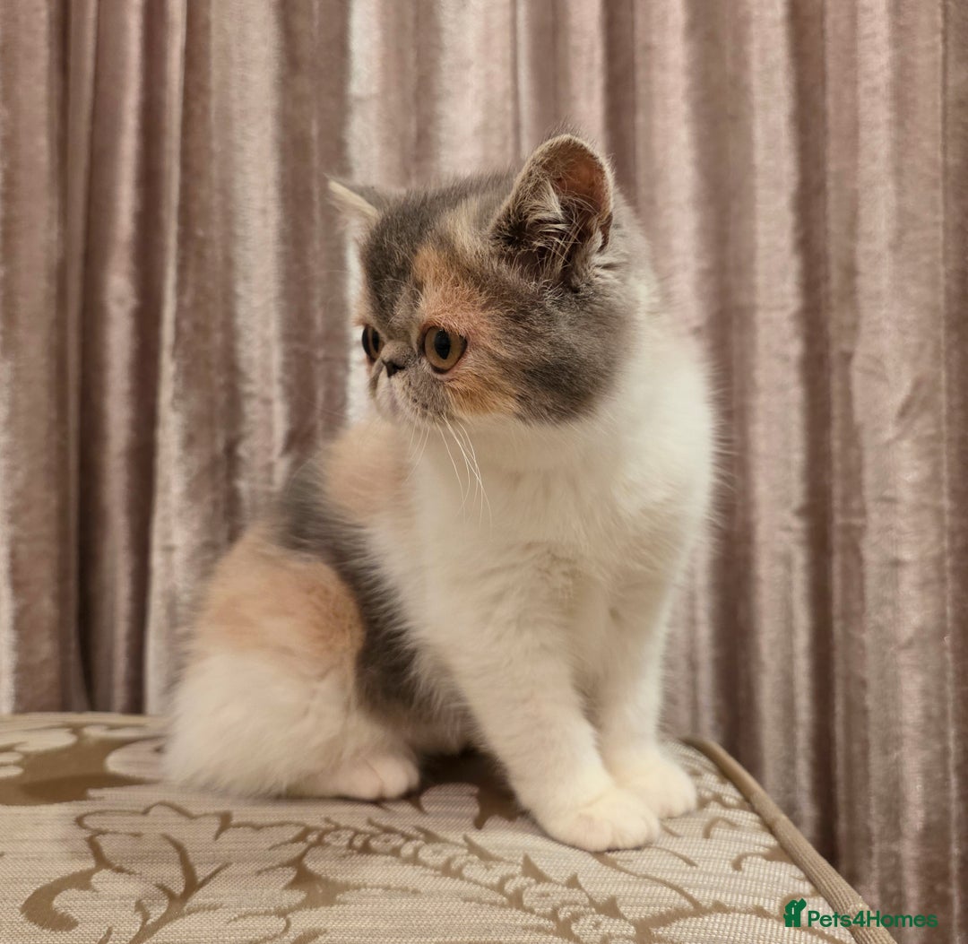 Exotic cats for sale: Adorable Exotic Shorthair girls. Ready now! - Advert 6