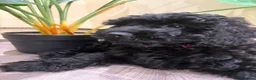Cavapoo dogs for sale: READY NOW Beautiful f1b black Cavapoos DNA Clear  - Advert 2