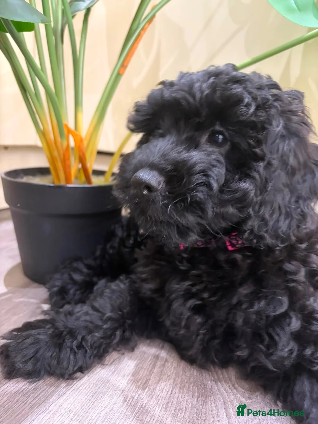 Cavapoo dogs for sale: READY NOW Beautiful f1b black Cavapoos DNA Clear  - Advert 2
