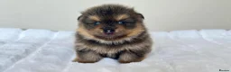 Pomeranian dogs for sale: KC Reg Pomeranians🐾Rare Colours🐾Licensed Breeder - Advert 9