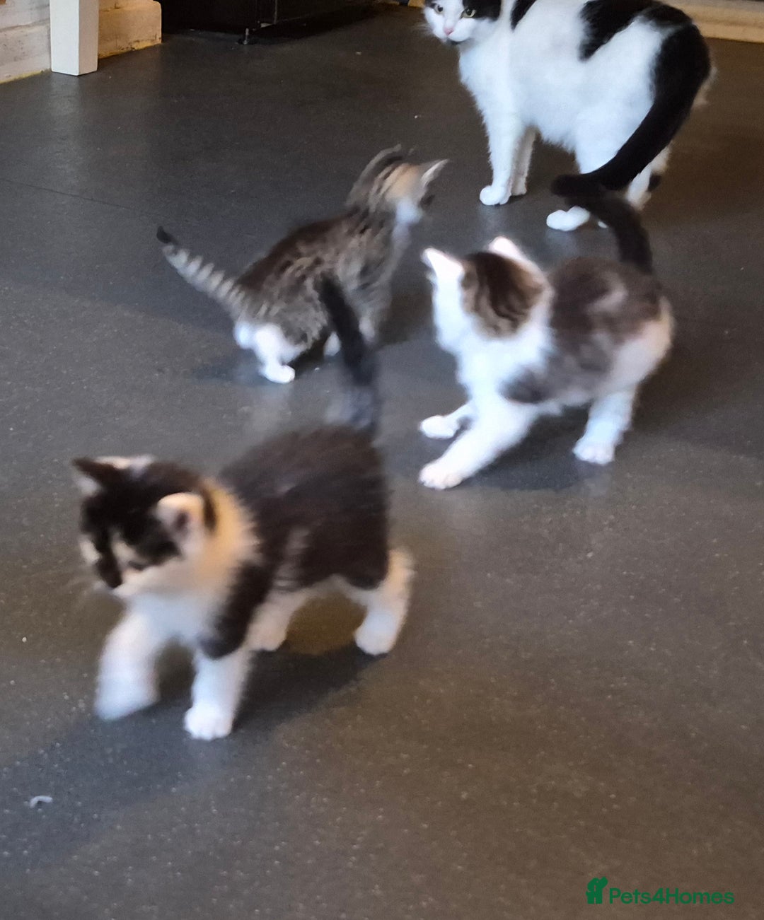 Mixed Breed cats for sale: XxX Gorgeous calico mixedbreed kittens 2 left ♥️  - Advert 2