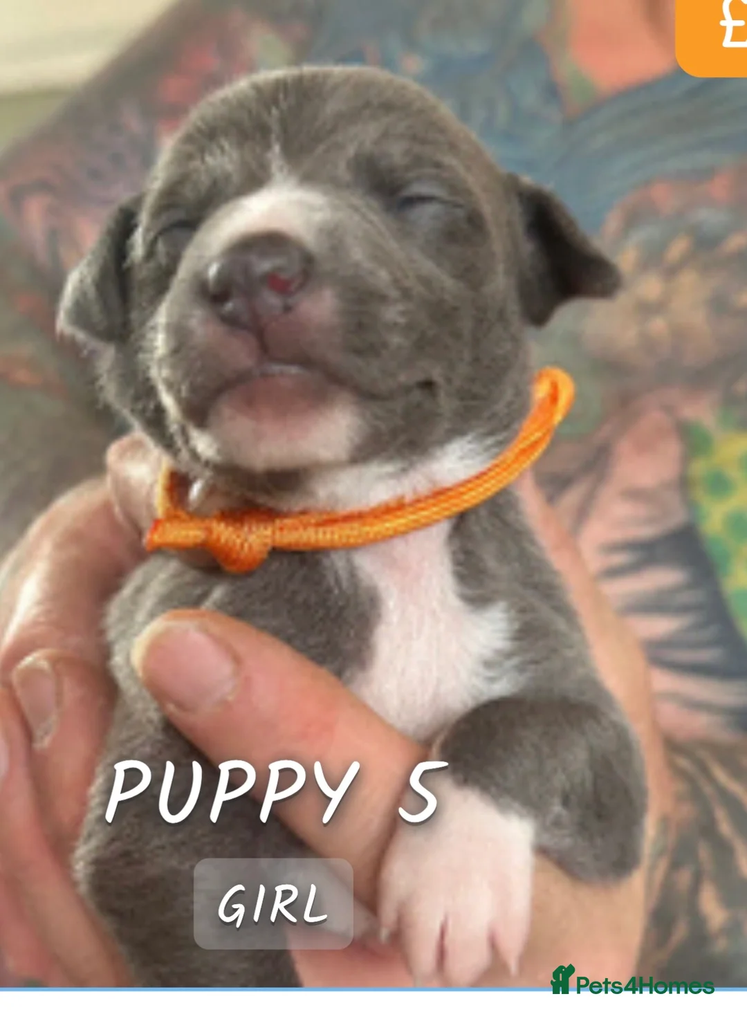Mixed Breed dogs for sale: Whippets/italian greyhound  in Barnsley - Advert 11