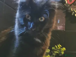 Maine Coon cats Black maincoon - Advert 7