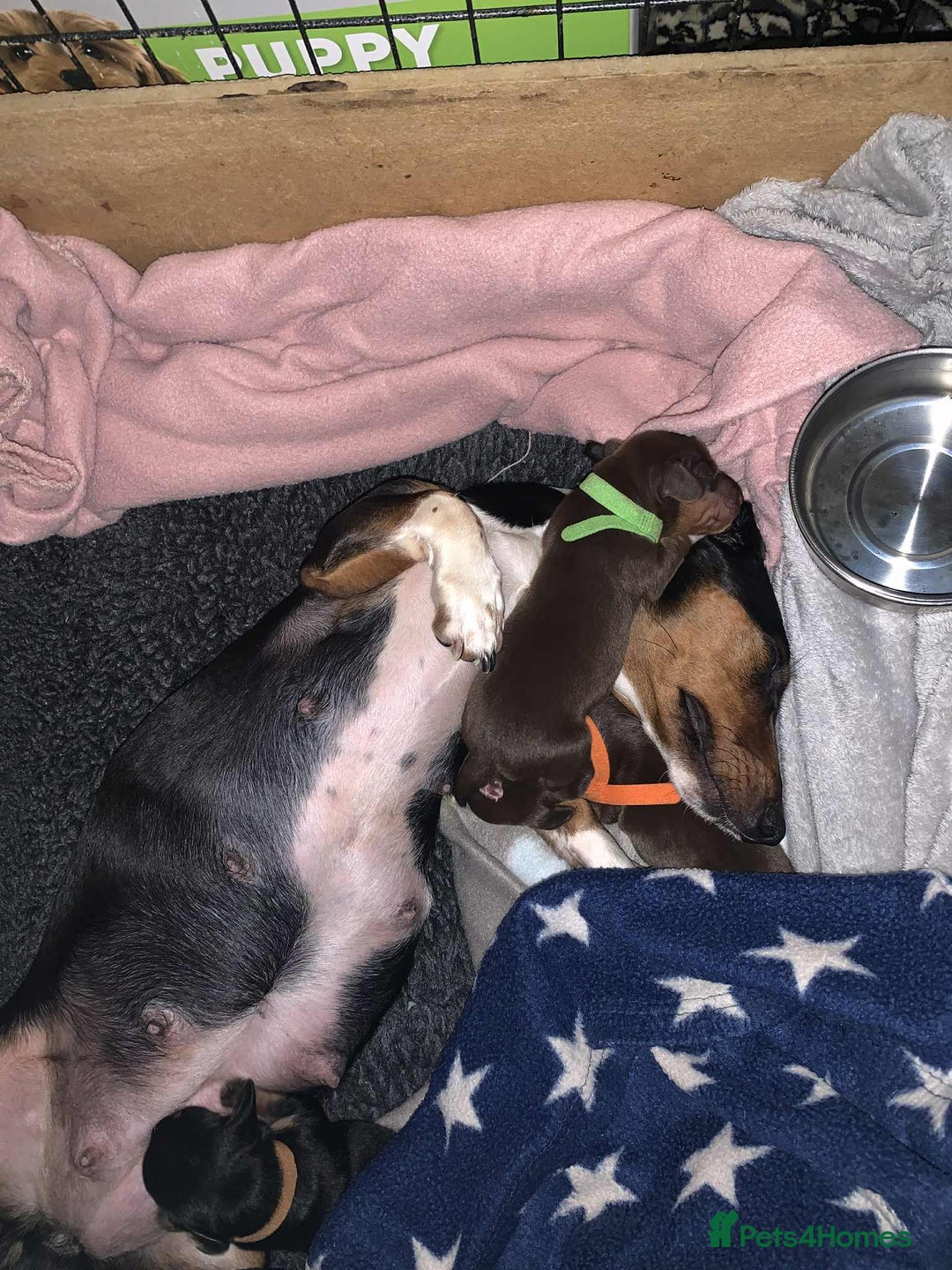 Miniature Dachshund dogs for sale: Miniature Dachshund's   - Advert 7