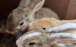 Mixed Breed rabbits for sale: Only 4 girls and 1 boy left  - Image 1