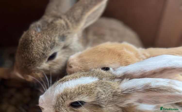 Mixed Breed rabbits - Advert 1