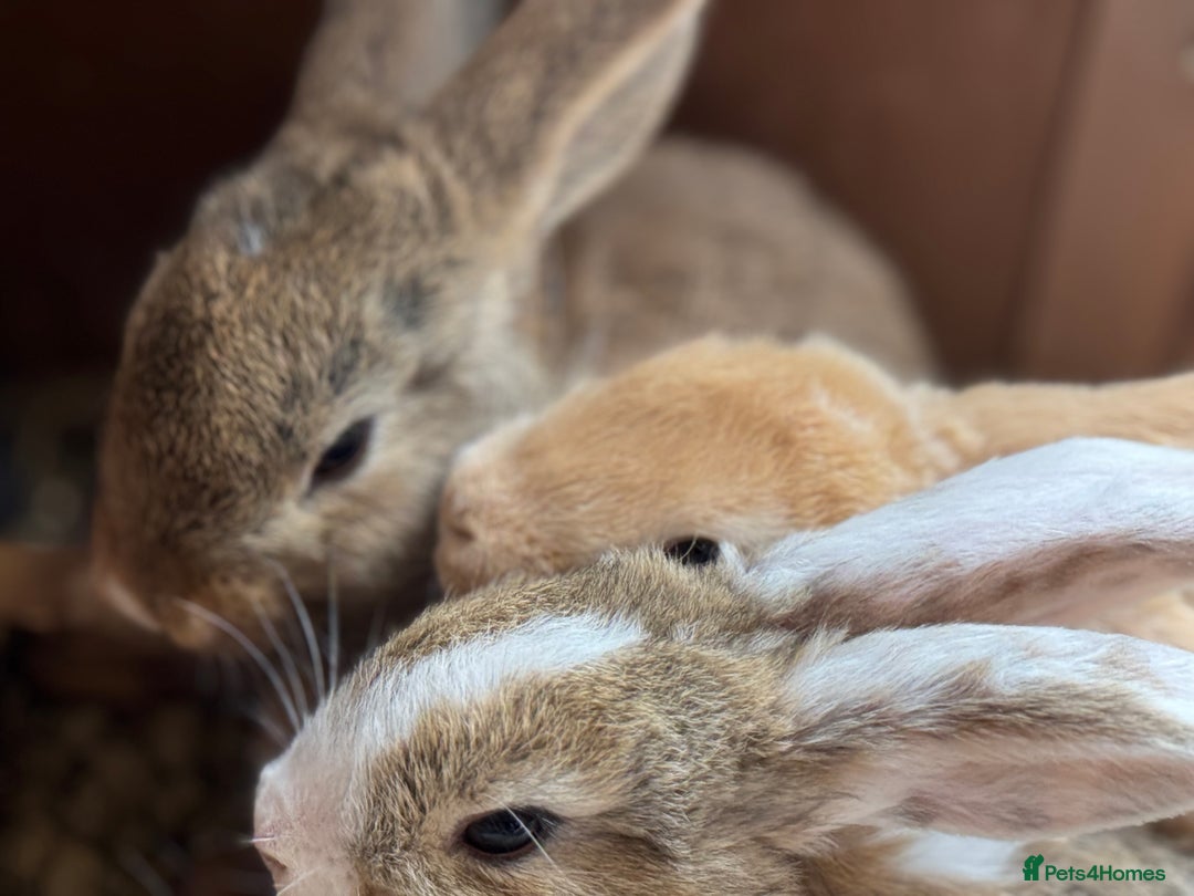 Mixed Breed rabbits for sale: Only 4 girls and 1 boy left  - Image 1