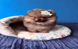Pomeranian dogs for sale: Luxurious Tiny Pomeranian - 900g/11 weeks old - Image 11