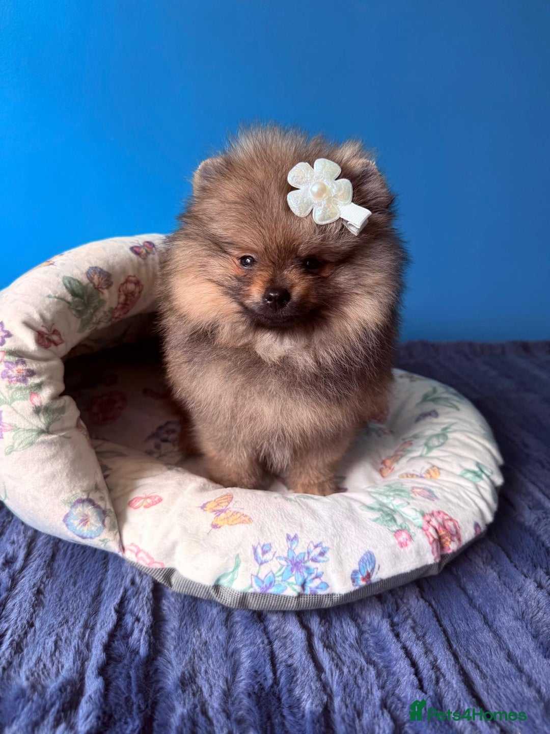 Pomeranian dogs for sale: Luxurious Tiny Pomeranian - 900g/11 weeks old - Image 11