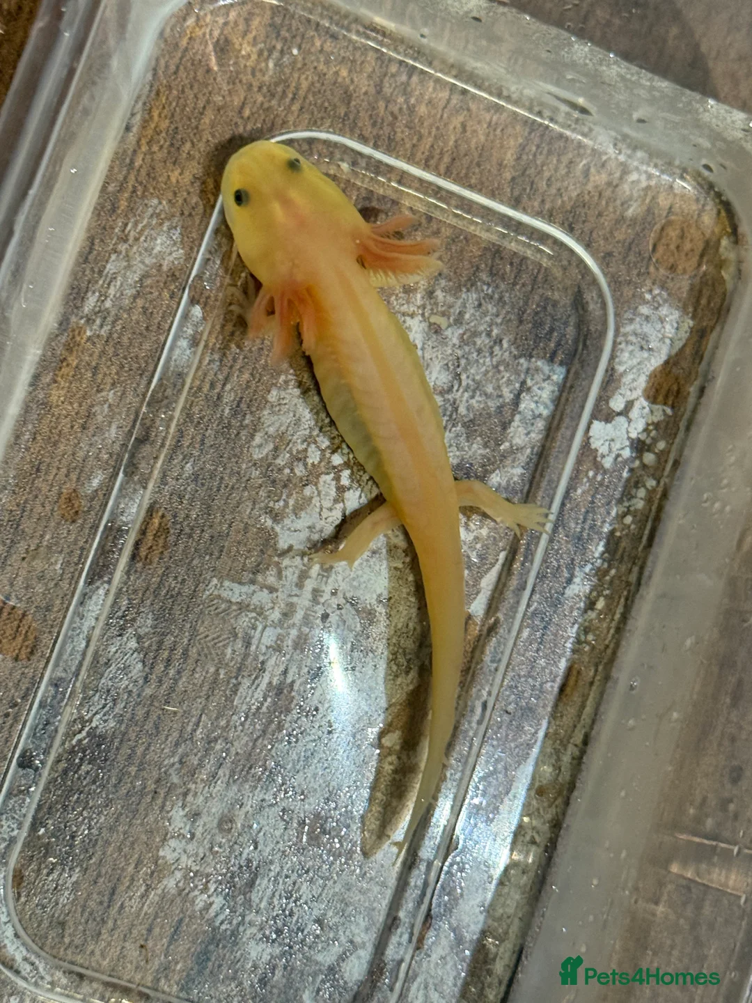 Axolotl reptiles for sale: Axolotls  - Advert 5