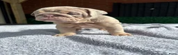 English Bulldog dogs for sale: English Bulldog Puppies - Advert 14