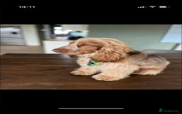 Cocker Spaniel dogs for sale: Female show cocker spaniel  - Image 5